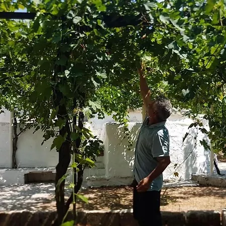 Feriehus Trullo Negli Ulivi Pezze Di Greco