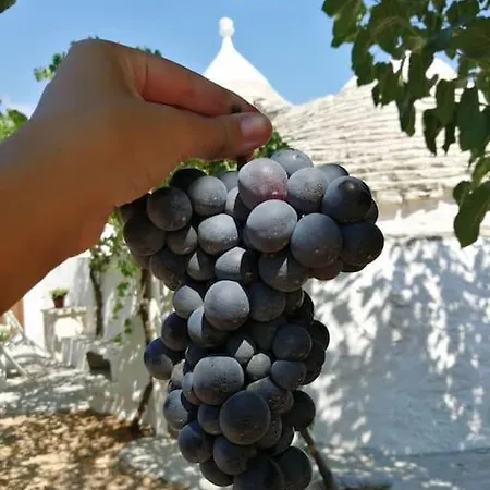 Trullo Negli Ulivi